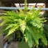 Kép 10/21 - Nephrolepis Tiger Fern