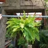 Kép 12/21 - Nephrolepis Tiger Fern