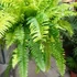 Kép 14/21 - Nephrolepis Tiger Fern