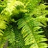 Kép 15/21 - Nephrolepis Tiger Fern