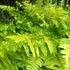 Kép 16/21 - Nephrolepis Tiger Fern