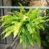 Kép 17/21 - Nephrolepis Tiger Fern