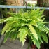 Kép 18/21 - Nephrolepis Tiger Fern
