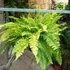 Kép 19/21 - Nephrolepis Tiger Fern