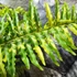 Kép 3/21 - Nephrolepis Tiger Fern