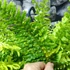 Kép 5/21 - Nephrolepis Tiger Fern