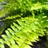 Kép 6/21 - Nephrolepis Tiger Fern