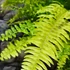 Kép 7/21 - Nephrolepis Tiger Fern