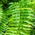 Kép 4/21 - Nephrolepis Tiger Fern