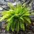 Kép 2/21 - Nephrolepis Tiger Fern