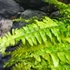 Kép 9/21 - Nephrolepis Tiger Fern