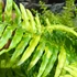 Kép 8/21 - Nephrolepis Tiger Fern