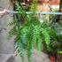 Kép 12/17 - Nephrolepis Macho