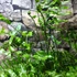 Kép 15/17 - Nephrolepis Macho