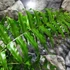 Kép 3/17 - Nephrolepis Macho