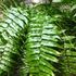 Kép 4/17 - Nephrolepis Macho