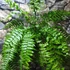 Kép 1/17 - Nephrolepis Macho