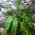 Kép 17/17 - Nephrolepis Macho