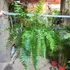 Kép 5/17 - Nephrolepis Macho
