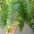 Kép 6/17 - Nephrolepis Macho