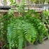 Kép 7/17 - Nephrolepis Macho