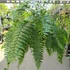 Kép 8/17 - Nephrolepis Macho
