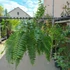 Kép 9/17 - Nephrolepis Macho