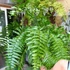 Kép 11/17 - Nephrolepis Macho