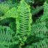 Kép 1/6 - Dryopteris affinis 'Cristata The King' - pelyvás pajzsika
