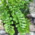 Kép 3/6 - Dryopteris affinis 'Cristata The King' - pelyvás pajzsika