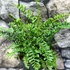 Kép 4/6 - Dryopteris affinis 'Cristata The King' - pelyvás pajzsika