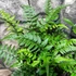 Kép 3/14 - Polystichum tsus-simense - koreai sziklai páfrány