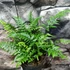 Kép 2/14 - Polystichum tsus-simense - koreai sziklai páfrány