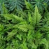 Kép 1/14 - Polystichum tsus-simense - koreai sziklai páfrány