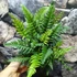 Kép 8/14 - Polystichum tsus-simense - koreai sziklai páfrány