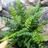 Kép 9/14 - Polystichum tsus-simense - koreai sziklai páfrány