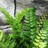 Kép 7/14 - Polystichum tsus-simense - koreai sziklai páfrány