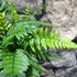 Kép 10/14 - Polystichum tsus-simense - koreai sziklai páfrány
