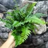 Kép 11/14 - Polystichum tsus-simense - koreai sziklai páfrány