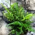 Kép 12/14 - Polystichum tsus-simense - koreai sziklai páfrány