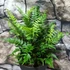 Kép 13/14 - Polystichum tsus-simense - koreai sziklai páfrány