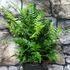 Kép 14/14 - Polystichum tsus-simense - koreai sziklai páfrány