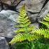 Kép 5/13 - Dryopteris erythrosora 'Brilliance' - Japán ernyőpáfrány