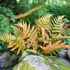 Kép 1/13 - Dryopteris erythrosora 'Brilliance' - Japán ernyőpáfrány