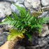 Kép 13/13 - Dryopteris erythrosora 'Brilliance' - Japán ernyőpáfrány