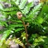Kép 9/13 - Dryopteris erythrosora 'Brilliance' - Japán ernyőpáfrány