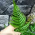 Kép 10/13 - Dryopteris erythrosora 'Brilliance' - Japán ernyőpáfrány
