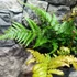 Kép 11/13 - Dryopteris erythrosora 'Brilliance' - Japán ernyőpáfrány