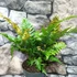 Kép 7/13 - Dryopteris erythrosora 'Brilliance' - Japán ernyőpáfrány