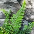 Kép 3/8 - Polystichum setiferum 'Proliferum' - díszes vesepáfrány